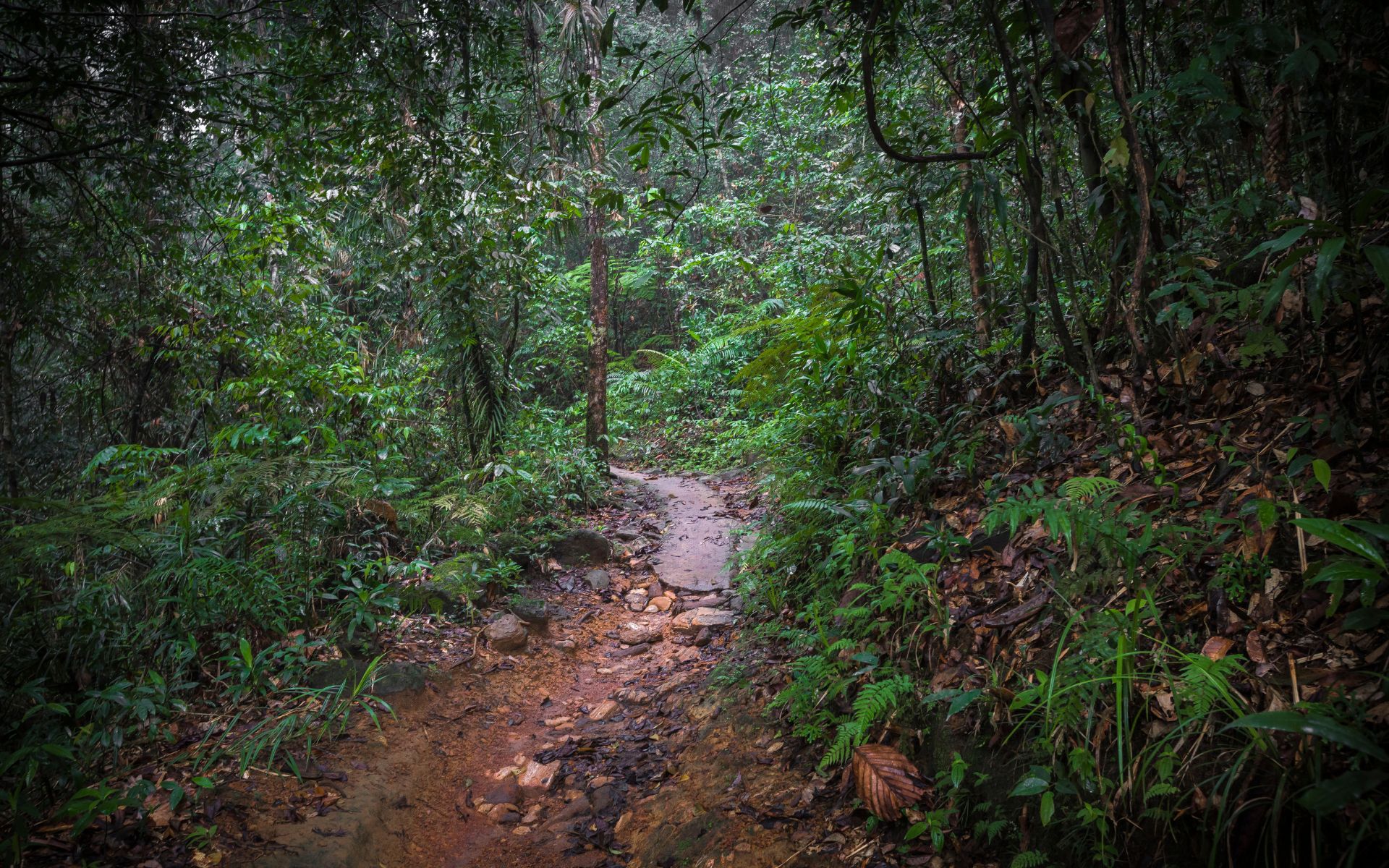SINHARAJA RAINFOREST SRI LANKA